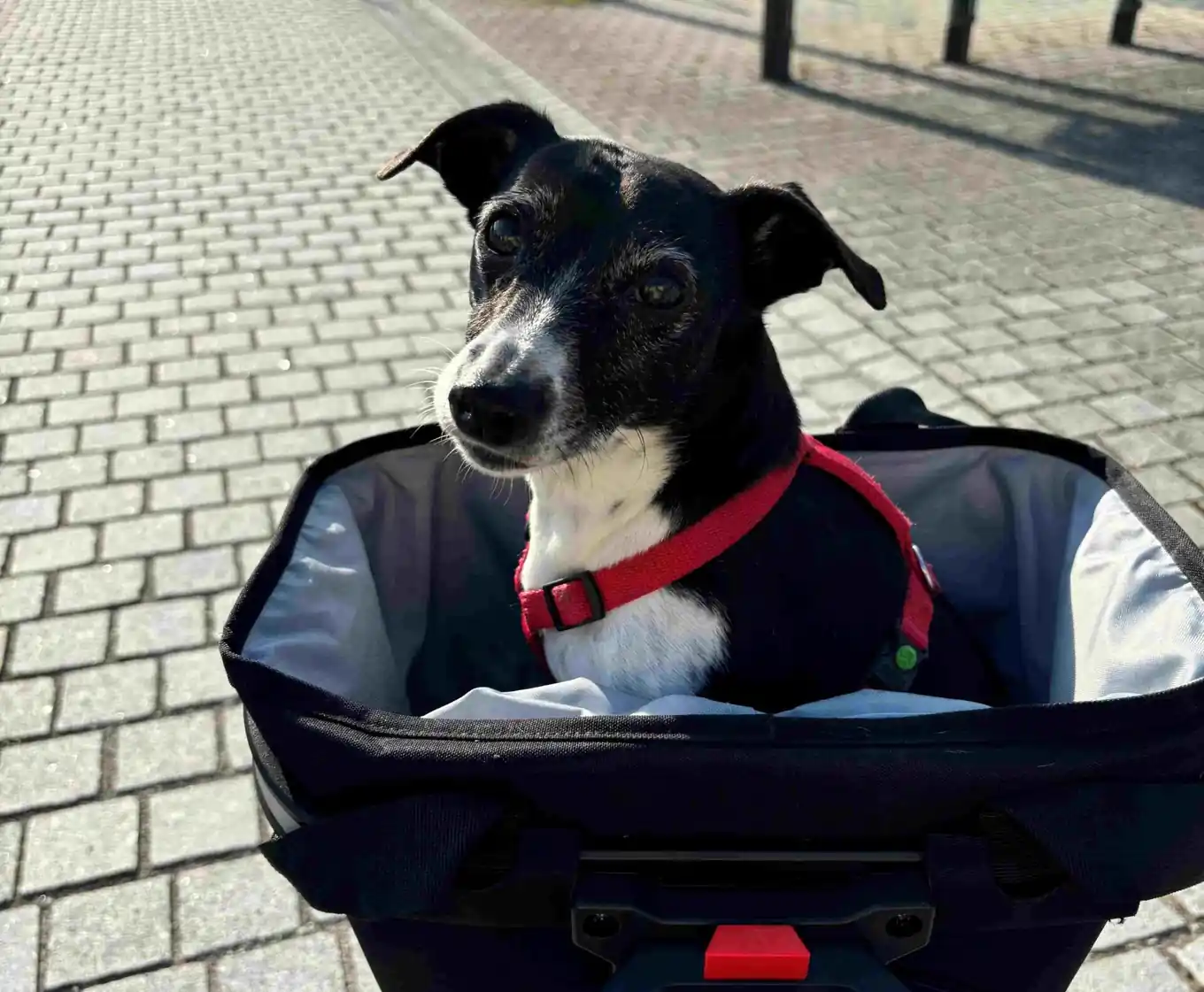 Ein Spaziergang mit Folgen