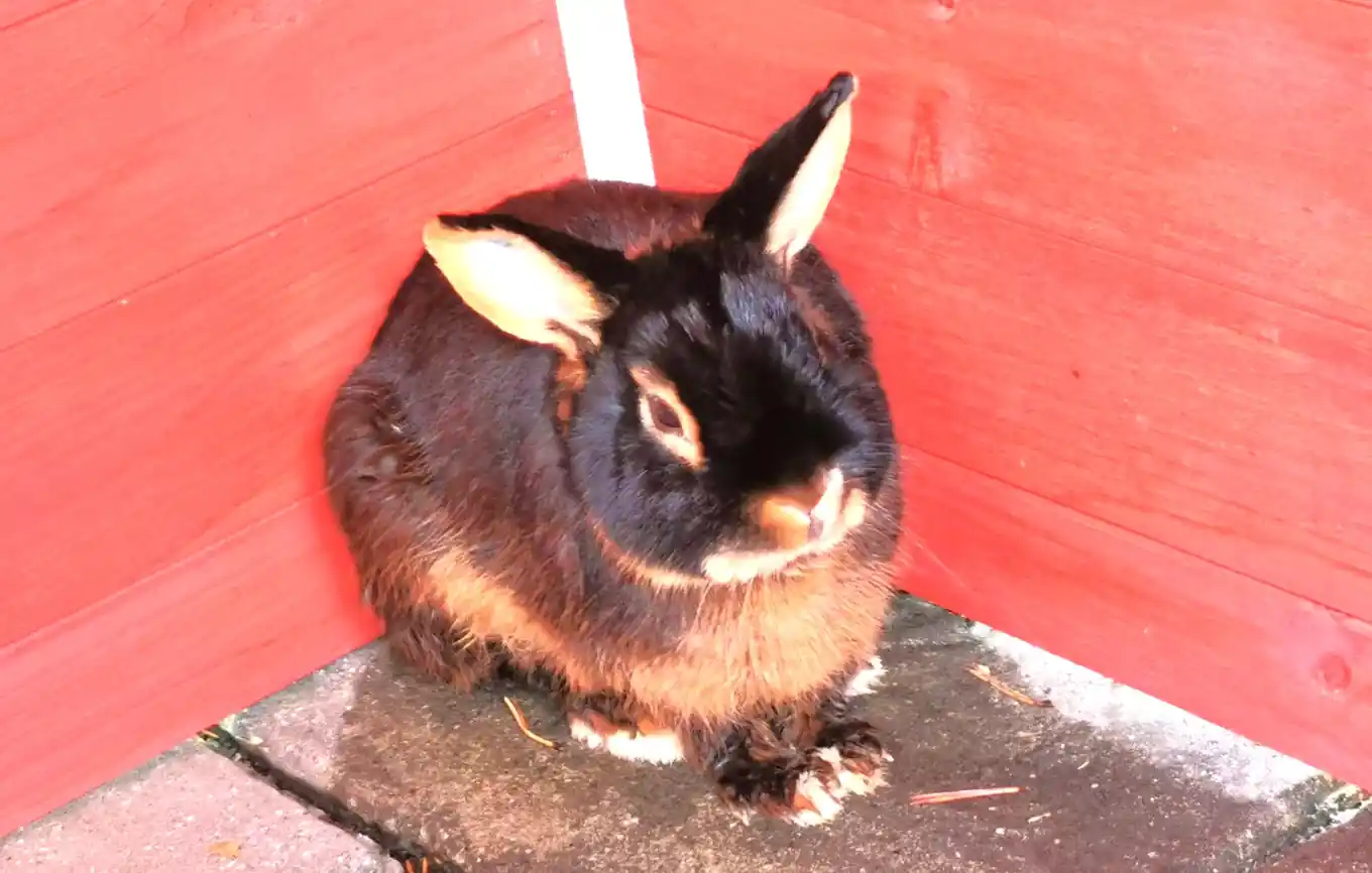 Wem gehört dieses Kaninchen?