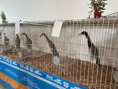 Kleintierschau auch heuer bestens besucht