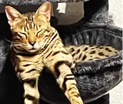 Familie vermisst ihren Kater „Jaime“