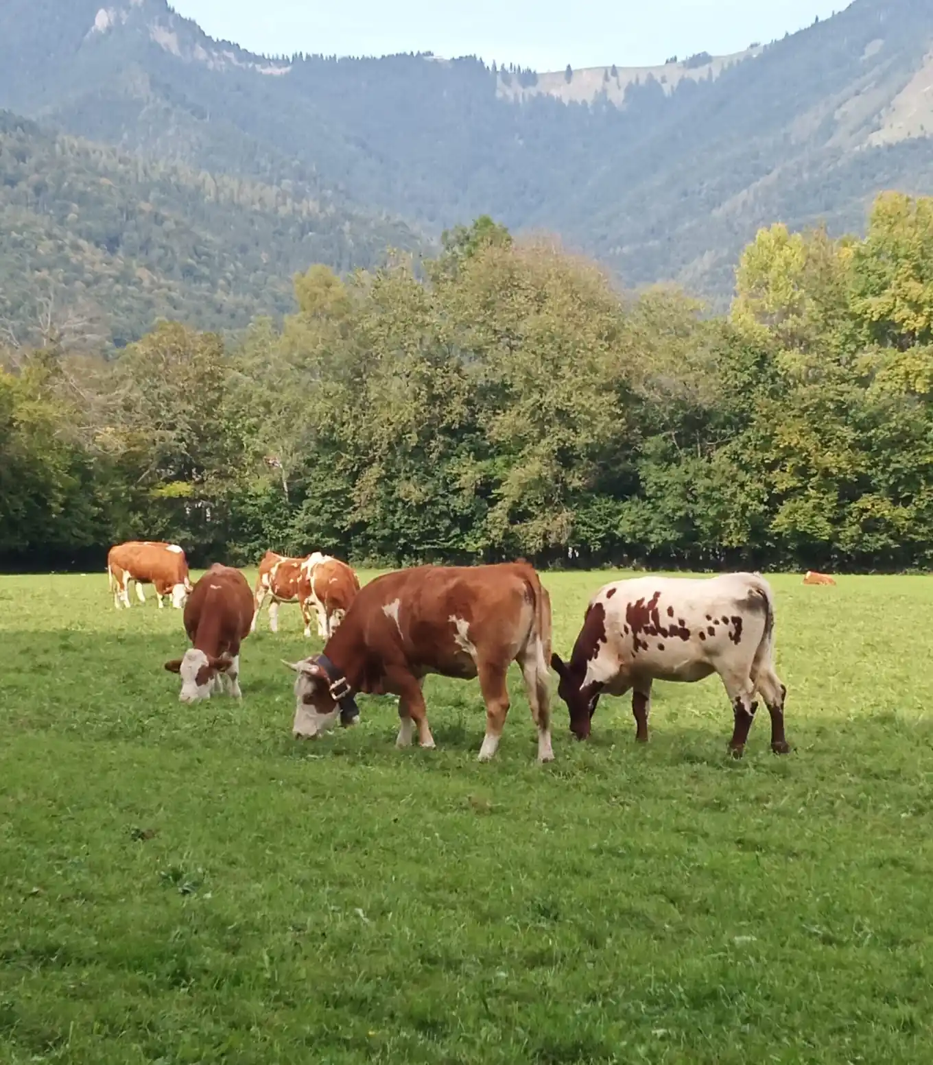Blauzungenkrankheit im Landkreis Traunstein