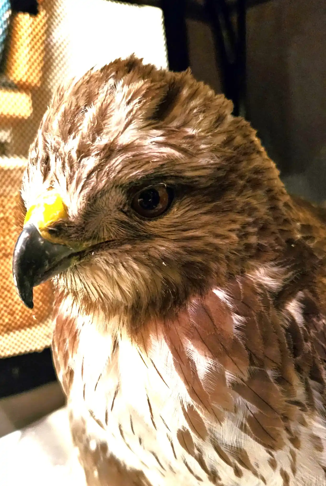 So geht es dem geretteten Bussard