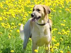 Herdenschutz-Hund sucht ein Zuhause
