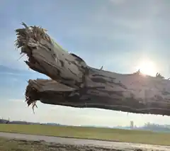 Wenn der Maibaum zweimal gestohlen wird