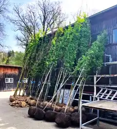 Neue Bäume für Wasserburg