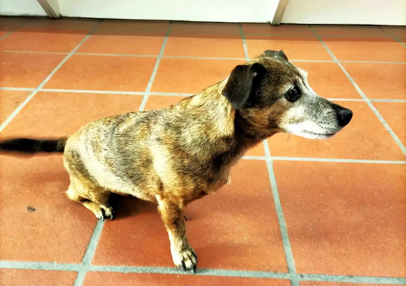UPDATE: Hunde-Besitzerin gefunden