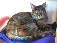 Katze im Burgerfeld vermisst