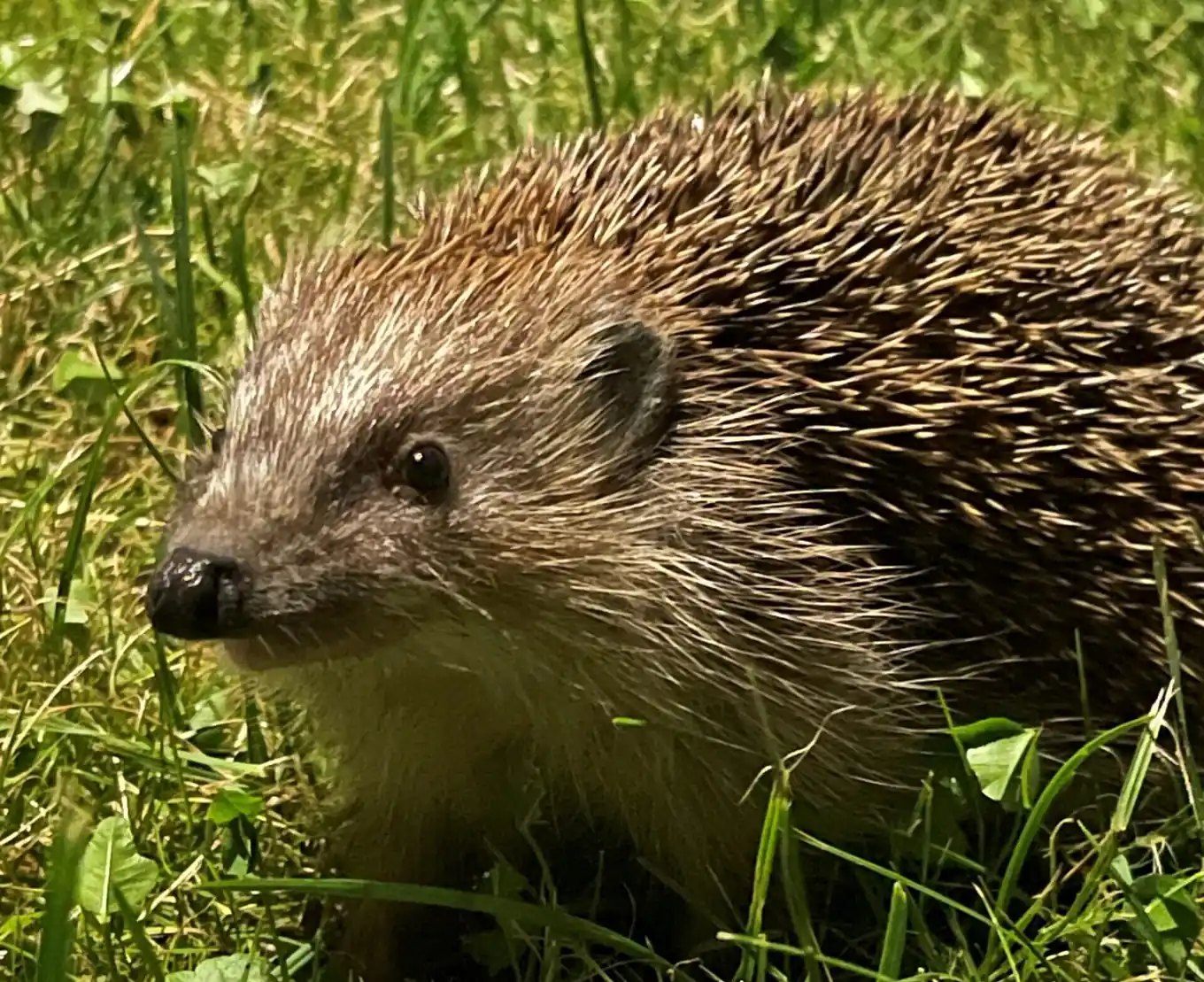 Schutzmaßnahmen für Igel
