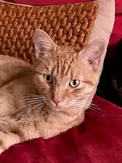 Wo ist Kater „Rasty“?
