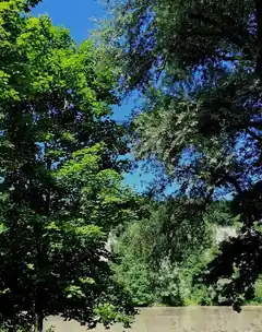 Den Schatten der Bäume genießen