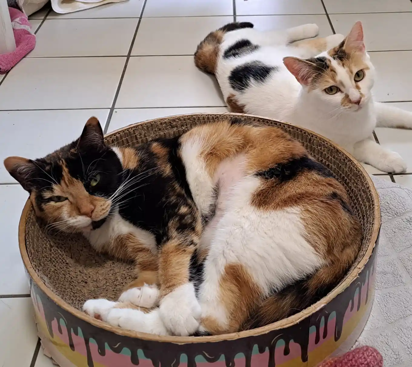 Zwei Katzendamen suchen ein Zuhause