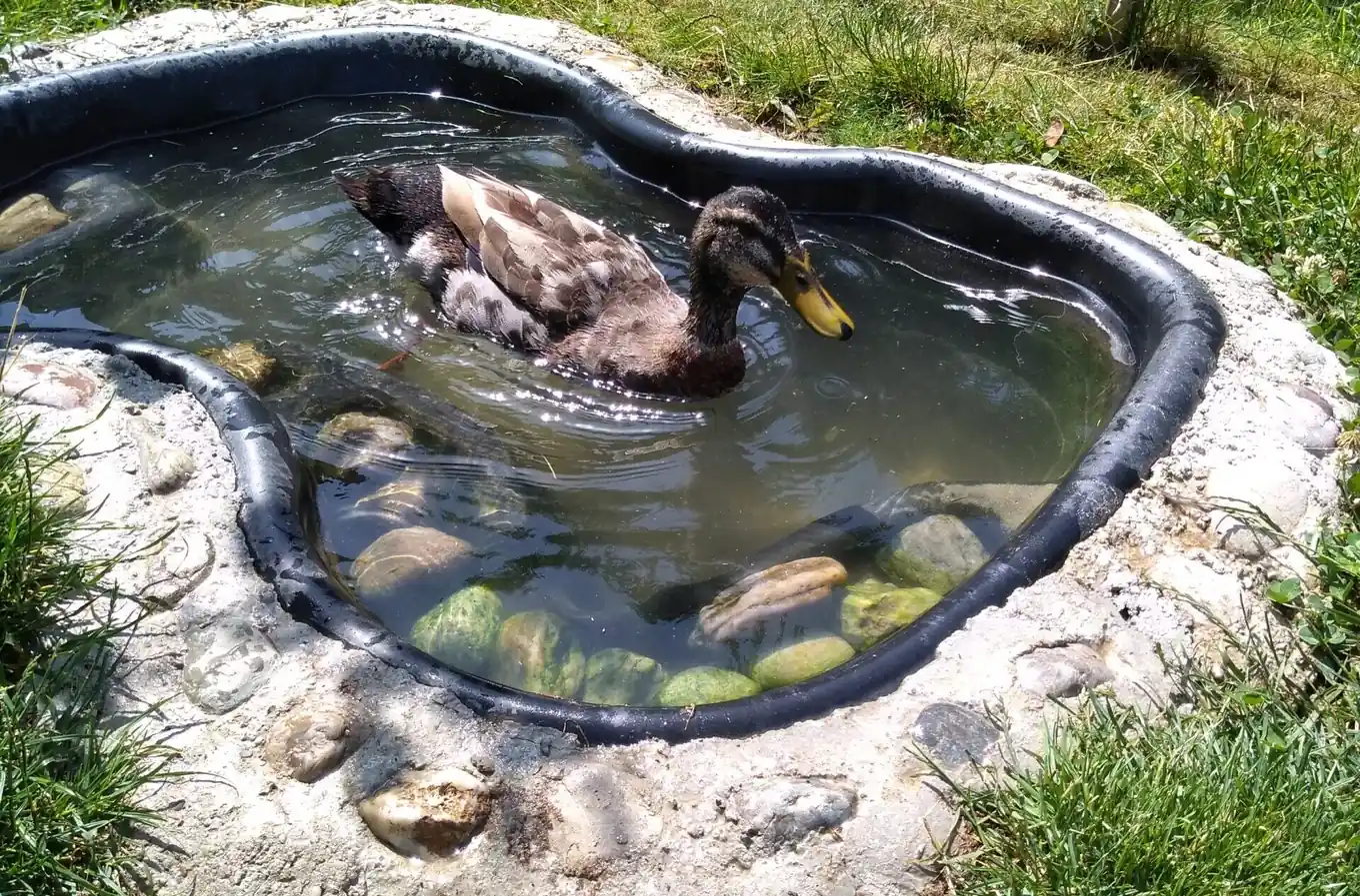 Heißer Sommer, coole Haustiere