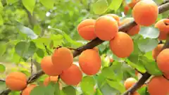 Dank Omas Obstgarten: Marmelade kochen