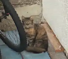 Wer vermisst junge Katzen?