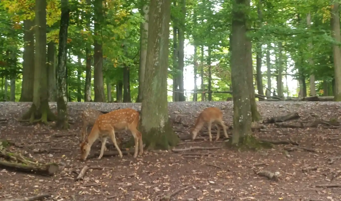 Verdacht auf Jagdwilderei
