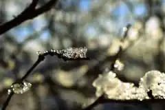 Vortrag über den Garten im Winter