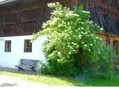 Über die Pflanzen an Haus und Hof