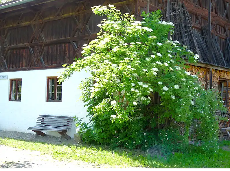 Über die Pflanzen an Haus und Hof