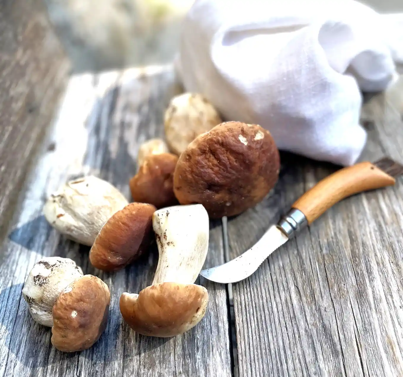 Pilze an Holz: Ein Vortrag