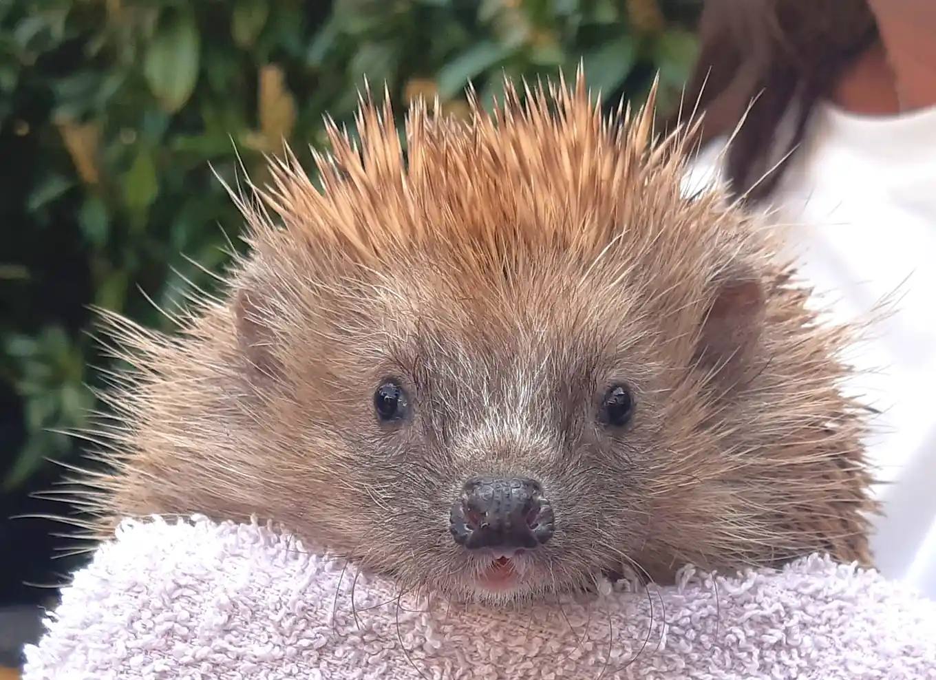 Die „Wildtierhilfe Amerang“: Ein Porträt