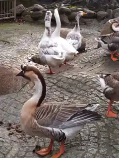 Vogelgrippe: Weitere Fälle im Landkreis