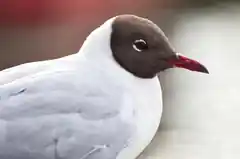 Tote Lachmöwe: Vogelgrippe-Virus nun auch in Rott