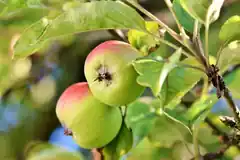 In Rott wurden jetzt 100 Obstbäume gepflanzt