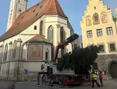 Die Christbäume sind da