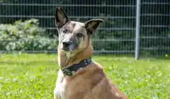 „Laika“ sucht ein Zuhause