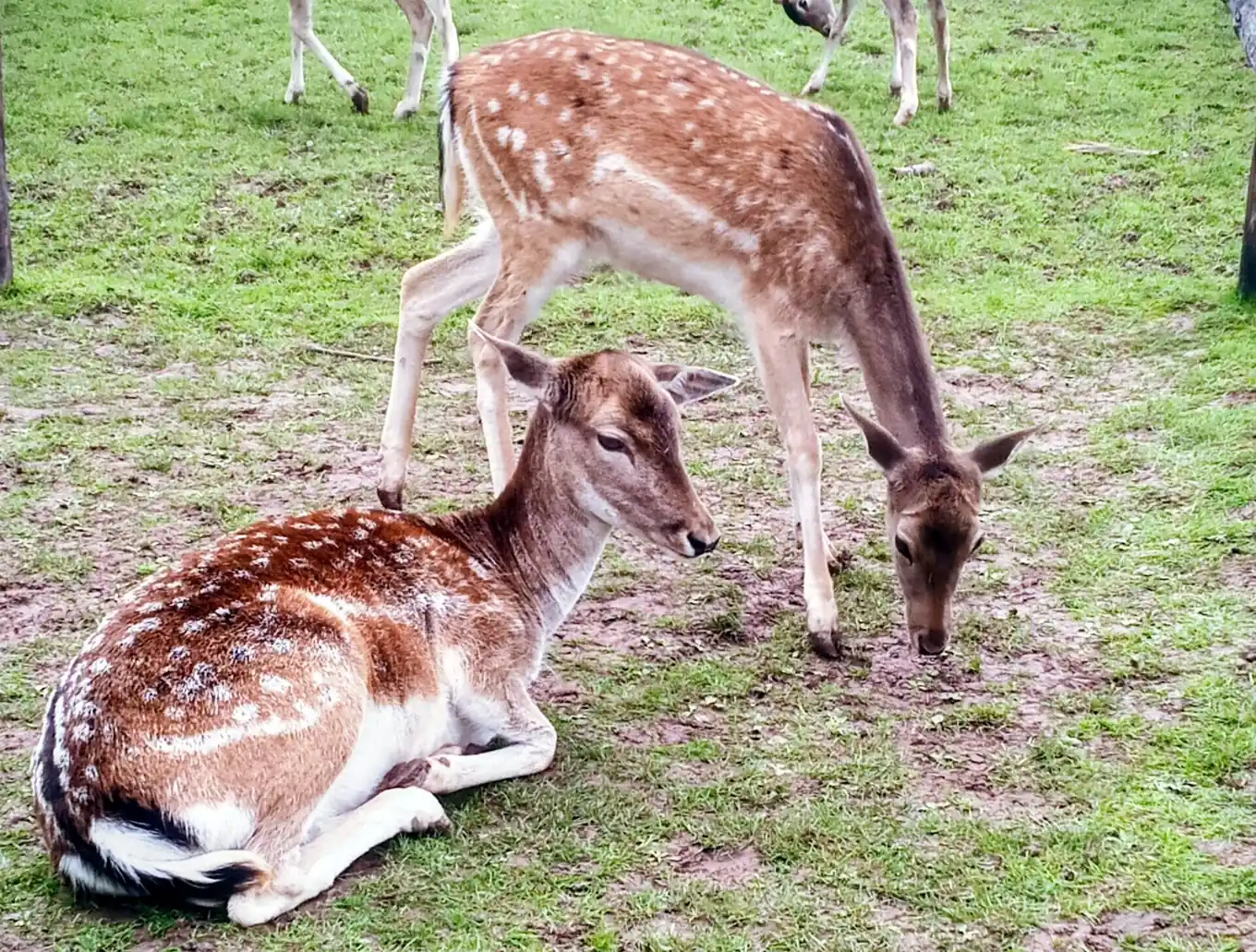 Weihnachten für die Tiere