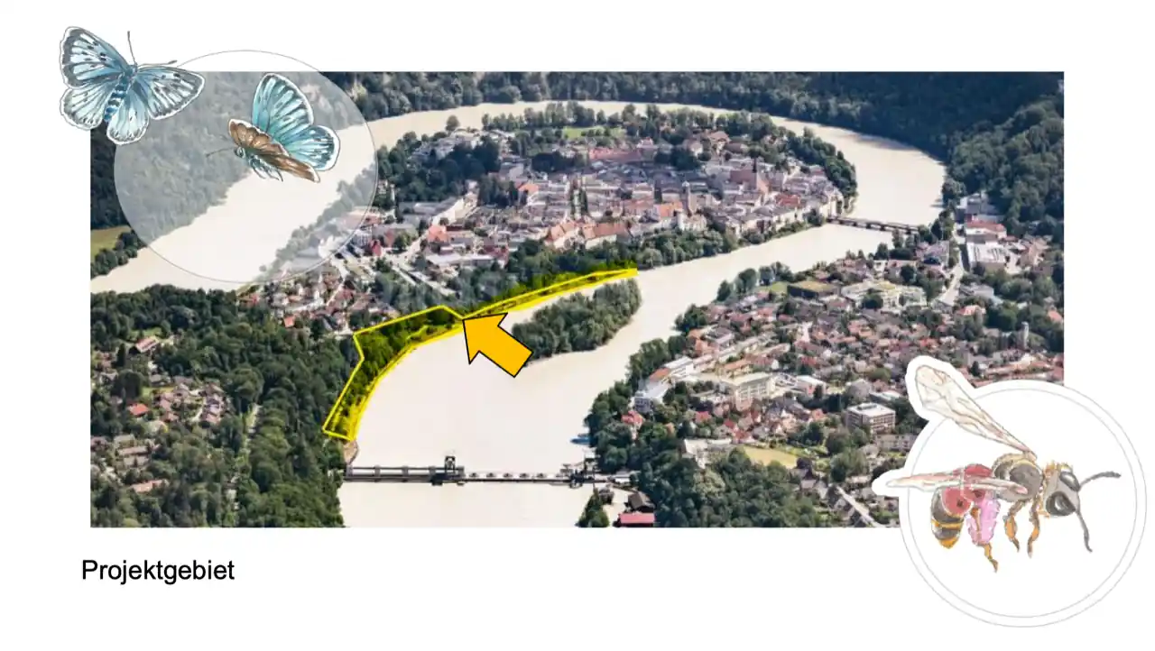 Lebensraum für Wildbienen am Inndamm?