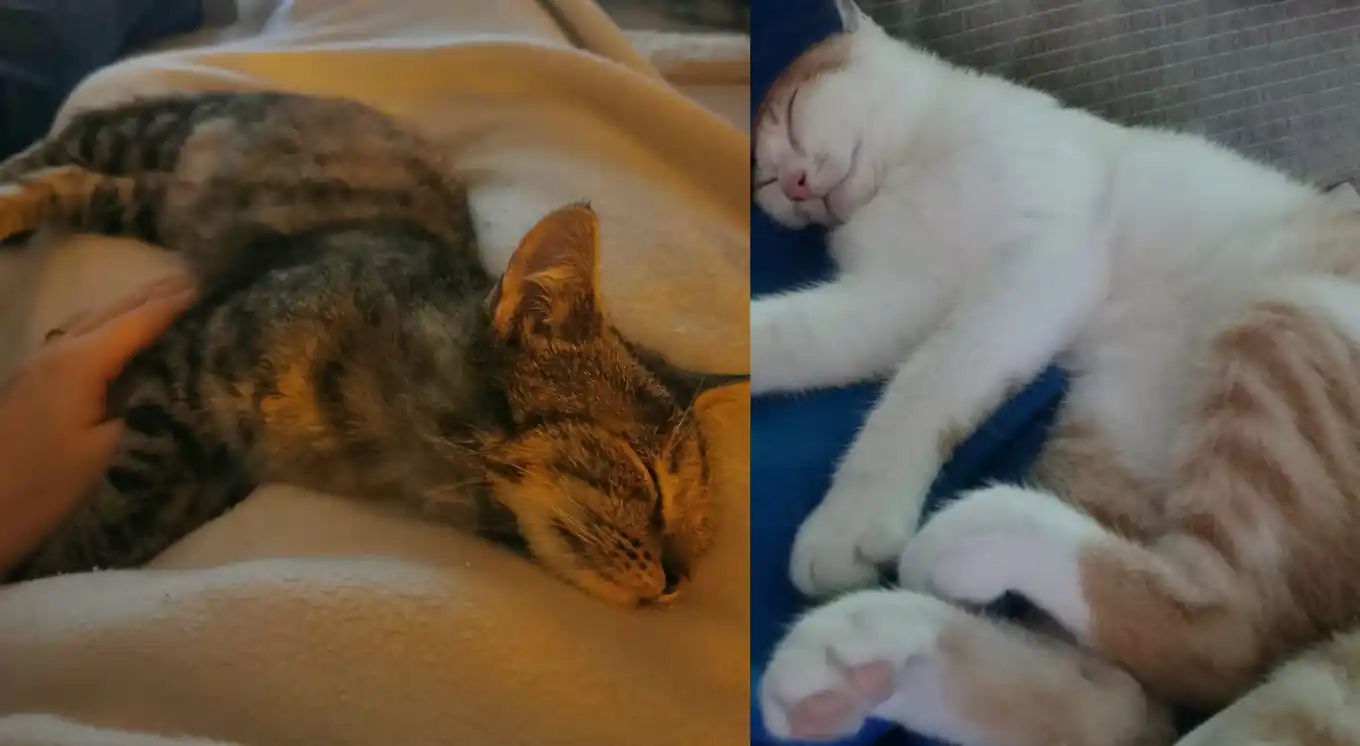 Pumpkin und Nola suchen ein Zuhause