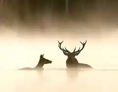 Das Flüstern der Wälder