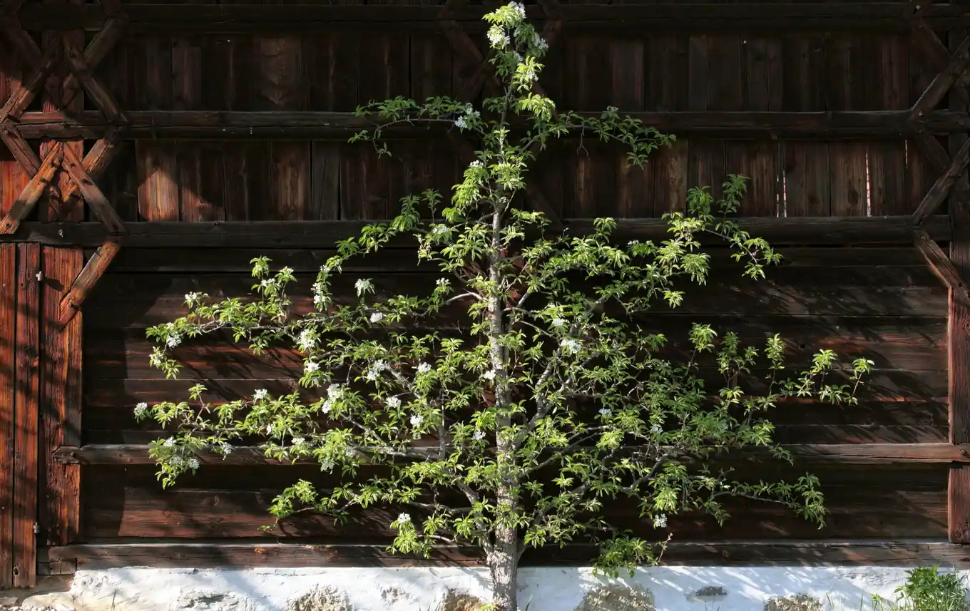Der richtige Schnitt für den Obstbaum