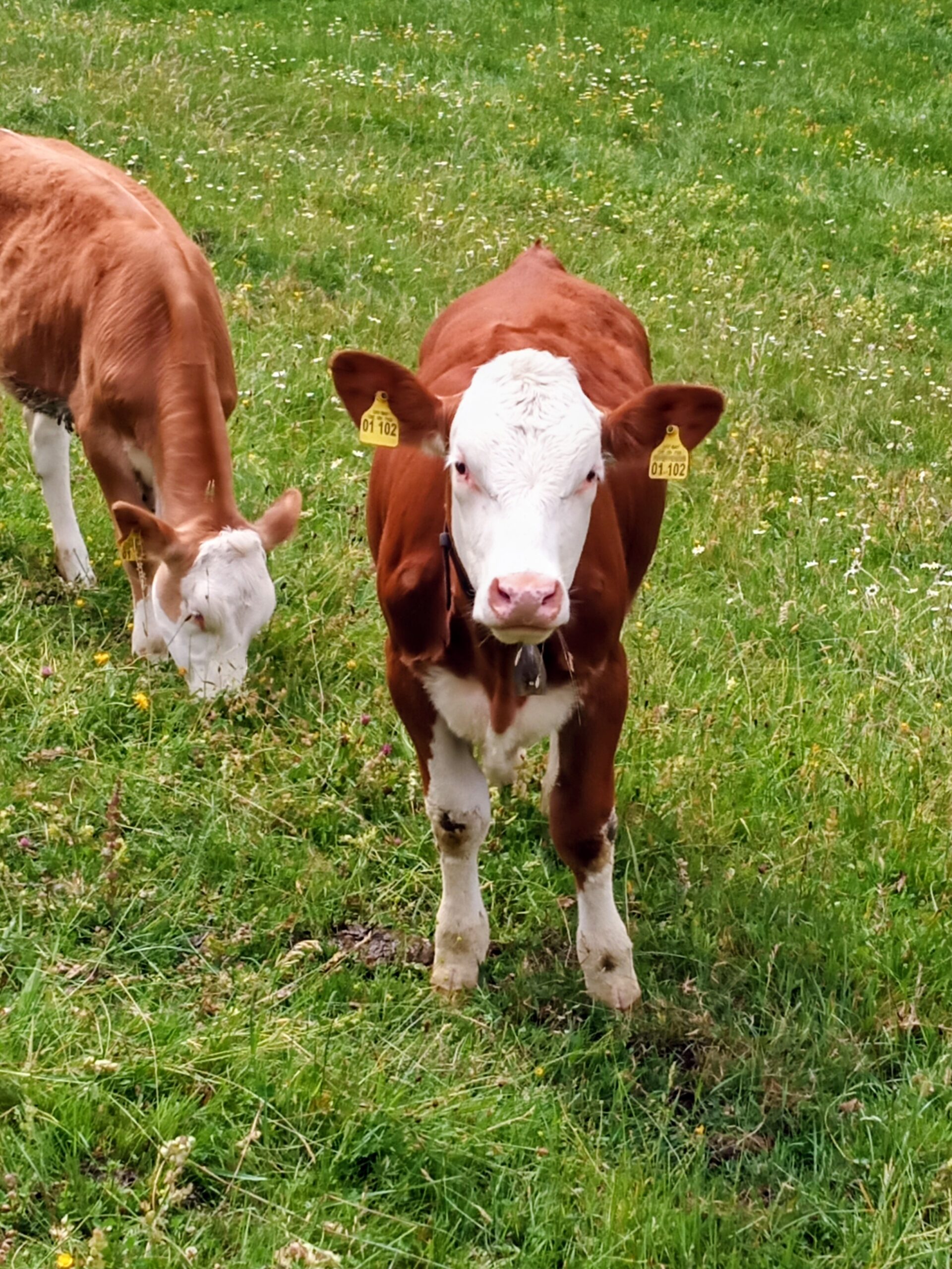 Weiterbildung für Landwirte