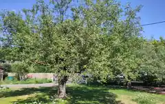 Der richtige Schnitt für den Obstbaum