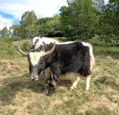 Ein schönes Ortsbild: Yaks in Babensham