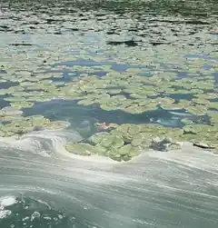 Simssee: Vorkommen von Blaualgen
