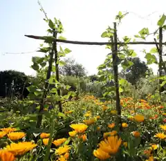 Naturkosmetik für den Sommer
