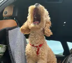 Hundstage oder „Löwen“-Tage