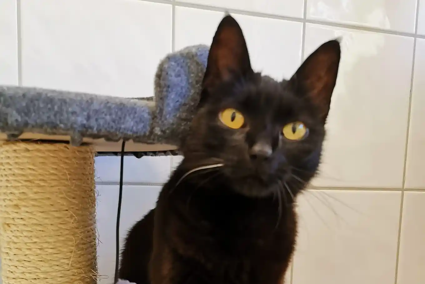 „Hanni“ sucht ein Zuhause