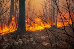 Waldbrand nahe der Landkreisgrenze