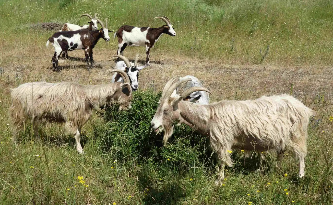 Besuch bei Caspar, Melchior und Balthasar