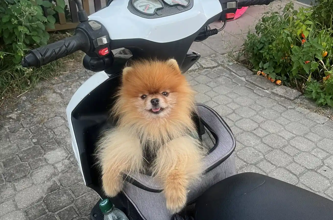 Heißer Sommer, coole Haustiere
