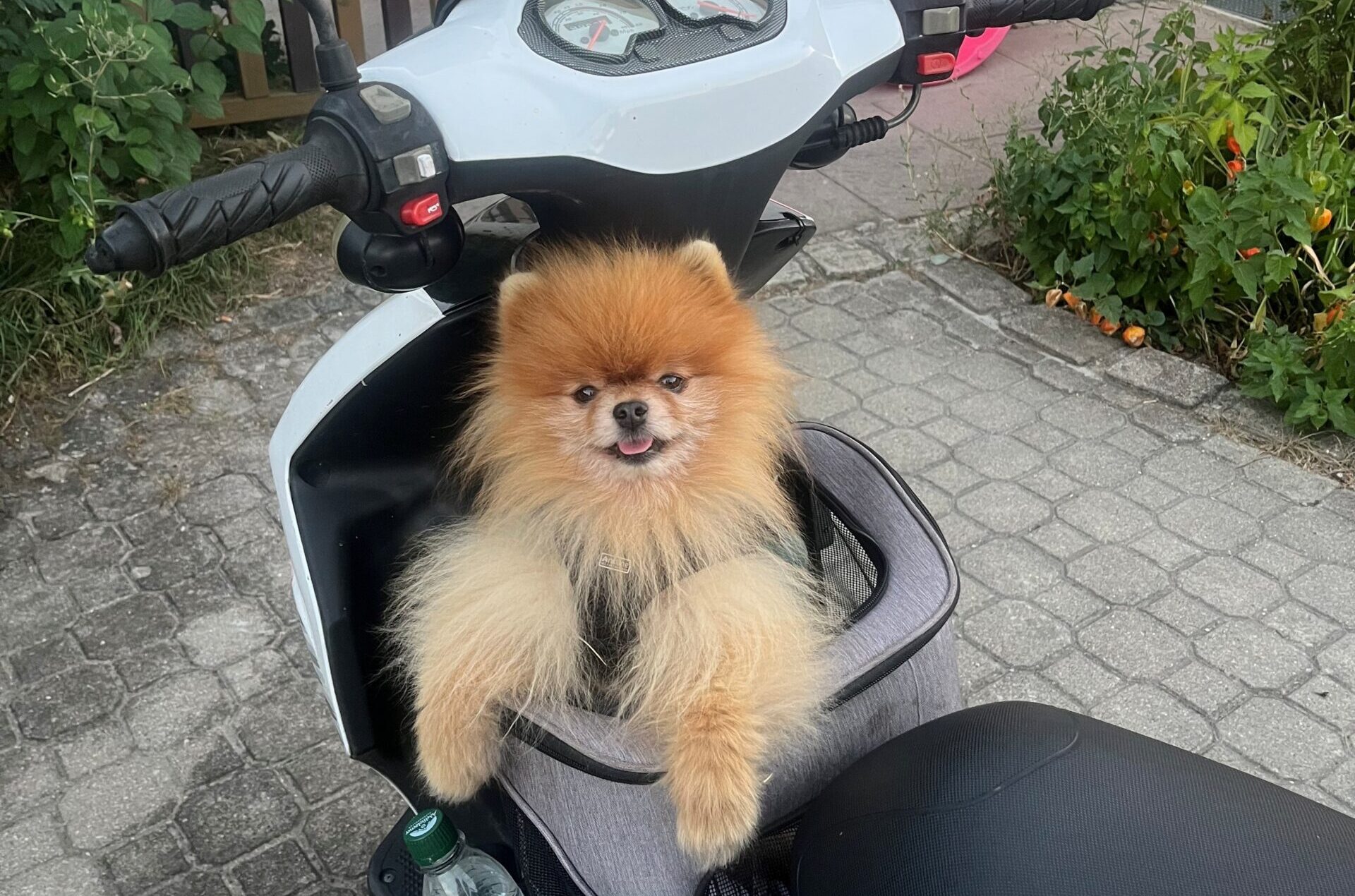 Heißer Sommer, coole Haustiere