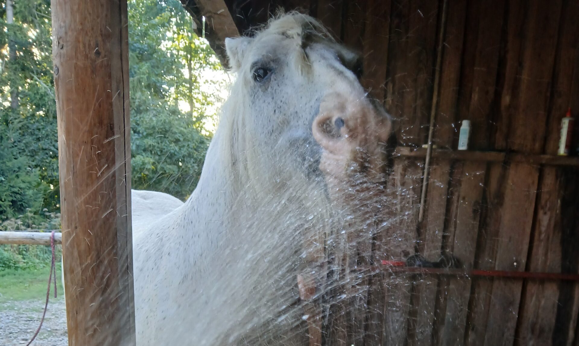 Heißer Sommer, coole Haustiere