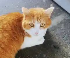 Kater Rolf sucht ein Zuhause