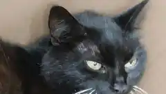 Bauhof-Mitarbeiter retten Katze in Edling