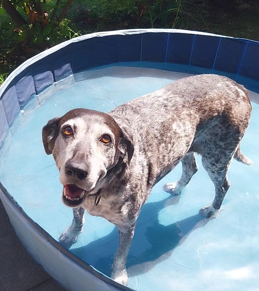 Heißer Sommer, coole Haustiere