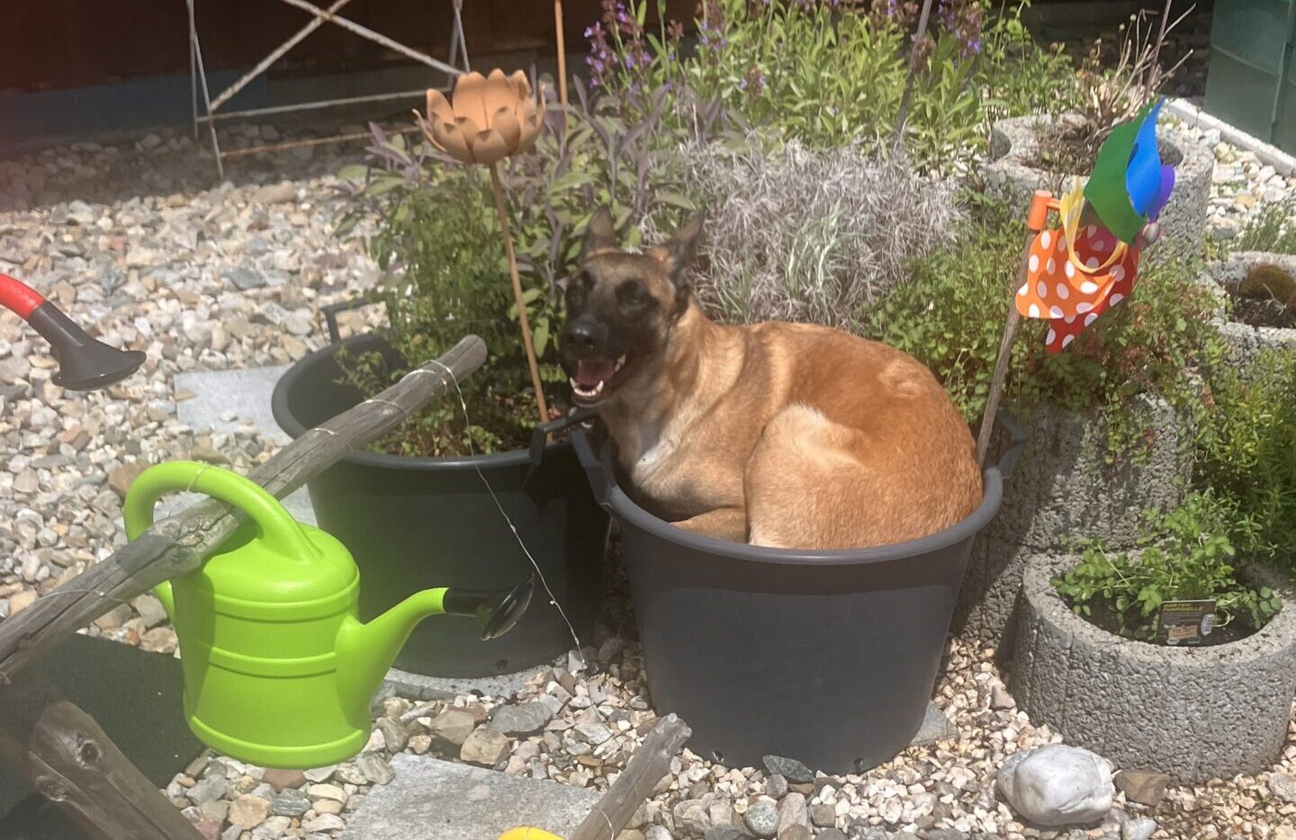Heißer Sommer, coole Haustiere